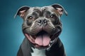 P_Portrait_happy_smiling_american_bully_dog1_5