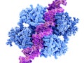 P53 tumor suppressor bound to DNA