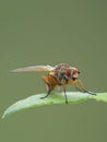 root-maggot fly Anthomyiidae sp on leaf copyright ernie cooper 2019 Royalty Free Stock Photo