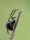 P5130028 side view of female black widow spider climbing on a stick, Boundary Bay, Delta, Canada cECP 2021 Royalty Free Stock Photo