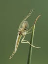 P5160054 side view of a male nonbiting midge chironomid with chacteristic plumose feathery antennae cECP 2021 Royalty Free Stock Photo