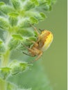 P1010150 side view of a pretty sixspotted orbweaver spider, Araniella displicata, Deas Island, BC cECP 2020