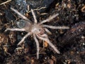 P1010011 Spiderling Brazilian salmon pink bird-eating tarantula, Lasiodora parahybana cCEP 2019 Royalty Free Stock Photo