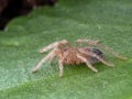 P1010026 Spiderling Brazilian salmon pink bird-eating tarantula, Lasiodora parahybana cCEP 2019 Royalty Free Stock Photo