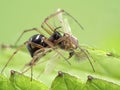 P1010027 tiny spider family Linyphiidae feeding on a non-biting midge cECP 2020
