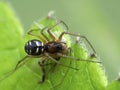 P1010037 tiny spider family Linyphiidae feeding on a non-biting midge cECP 2020