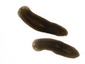 P6200088 two specimens of freshwater triclad flatworms planaria, Schmidtea polychroa cECP 2021