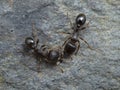 P8241846 two tiny pavement ants, Tetramorium immigrans, cECP 2022 Royalty Free Stock Photo