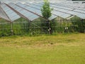 Old Horticultural Greenhouse in Haaften, Netherlands