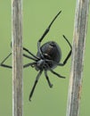 P5130033 ventral view of female black widow spider from Boundary Bay, Delta, Canada cECP 2021 Royalty Free Stock Photo