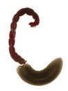 P6200008 vertical image of a freshwater triclad flatworm planarian, Schmidtea polychroa, and a bloodworm cECP 2021