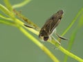 P1010023 water boatman, Corixidae, underwater on aquatic plant. Delta, British Columbia, Canada cECP 2020 Royalty Free Stock Photo