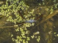 P9141795 water striders, Gerridae, feeding on a dead stickleback fish cECP 2022
