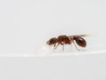 P9161841 winged queen pavement ant, Tetramorium immigrans, drinking water, isolated. cECP 2022 Royalty Free Stock Photo