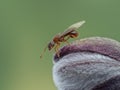 P9161894 winged queen pavement ant, Tetramorium immigrans, on flower bud cECP 2022 Royalty Free Stock Photo