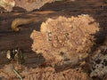 P1010232 wrinkled crust fungus, Phlebia radiata, on decaying tree trunk, cECP 2024