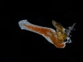 PA4210842 freshwater triclad flatworm, Girardia tigrina, feeding on a fruit fly, isolated on black, cECP 2023