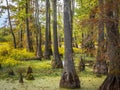 Cypress Wetland in Fall Royalty Free Stock Photo