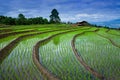 Pa Pong Piang Rice Terraces.