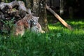 Paar eurasian lynxes in the forest Royalty Free Stock Photo