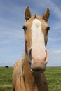 Paard in Westhoek, Horse at Westhoek Royalty Free Stock Photo
