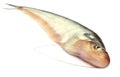 Pabda fish Royalty Free Stock Photo