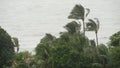 Pabuk typhoon, ocean sea shore, Thailand. Natural disaster, eyewall hurricane. Strong extreme cyclone wind sways palm trees.