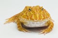 Pac man frog albino strawberry on white background Royalty Free Stock Photo