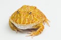Pac man frog albino strawberry on white background Royalty Free Stock Photo
