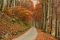 Paceful road through the colorful autumn forest Royalty Free Stock Photo