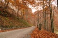 Paceful road through the colorful autumn forest Royalty Free Stock Photo