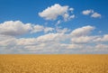 yellow wheat field under blue sky Royalty Free Stock Photo