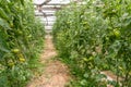 Clusters of green tomatoes in greenhouses