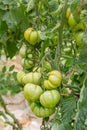 Clusters of green tomatoes in greenhouses