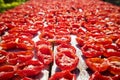 Pachino tomato to dry Royalty Free Stock Photo