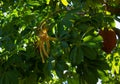 Pachira aquatica fruit Royalty Free Stock Photo