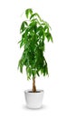 Pachira aquatica a potted plant isolated over white