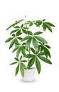 Pachira aquatica a potted plant isolated over white Royalty Free Stock Photo