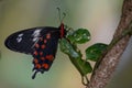 Crimson rose butterfly - side view Royalty Free Stock Photo