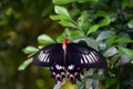 Pachliopta kotzebuea, Big black butterfly in nature Royalty Free Stock Photo