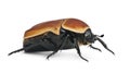 Pachnoda marginata, a species of beetle Royalty Free Stock Photo