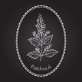 Pachouli - aromatic and medicinal plant