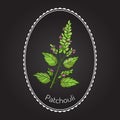 Pachouli - aromatic and medicinal plant