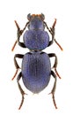 Pachycarus cyaneus