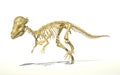 Pachycephalosaurus dinosaur, full photo-realistic skeleton, perspective view.