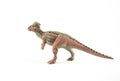 Pachycephalosaurus, dinosaur on white background Royalty Free Stock Photo