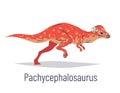 Pachycephalosaurus. Ornithischian dinosaur. Colorful vector illustration of prehistoric creature pachycephalosaurus in