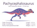 Pachycephalosaurus. Ornithischian dinosaur. Colorful vector illustration of prehistoric creature pachycephalosaurus and