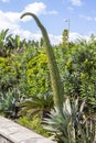 Pachycereus cactus on Gran Canaria Royalty Free Stock Photo