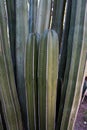 Pachycereus marginatus Royalty Free Stock Photo